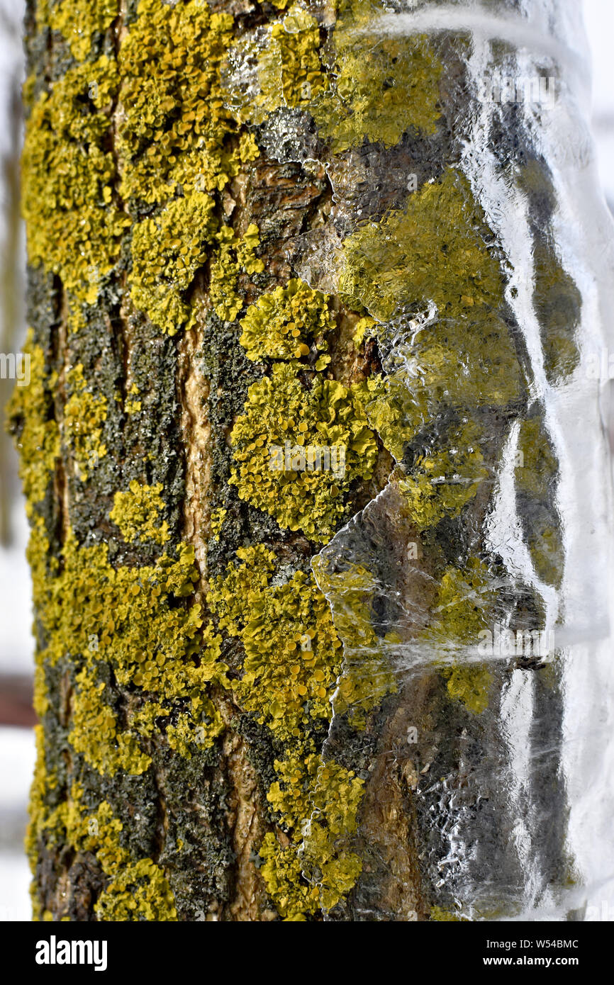 Trunk skin covered with ice and mushrooms Stock Photo