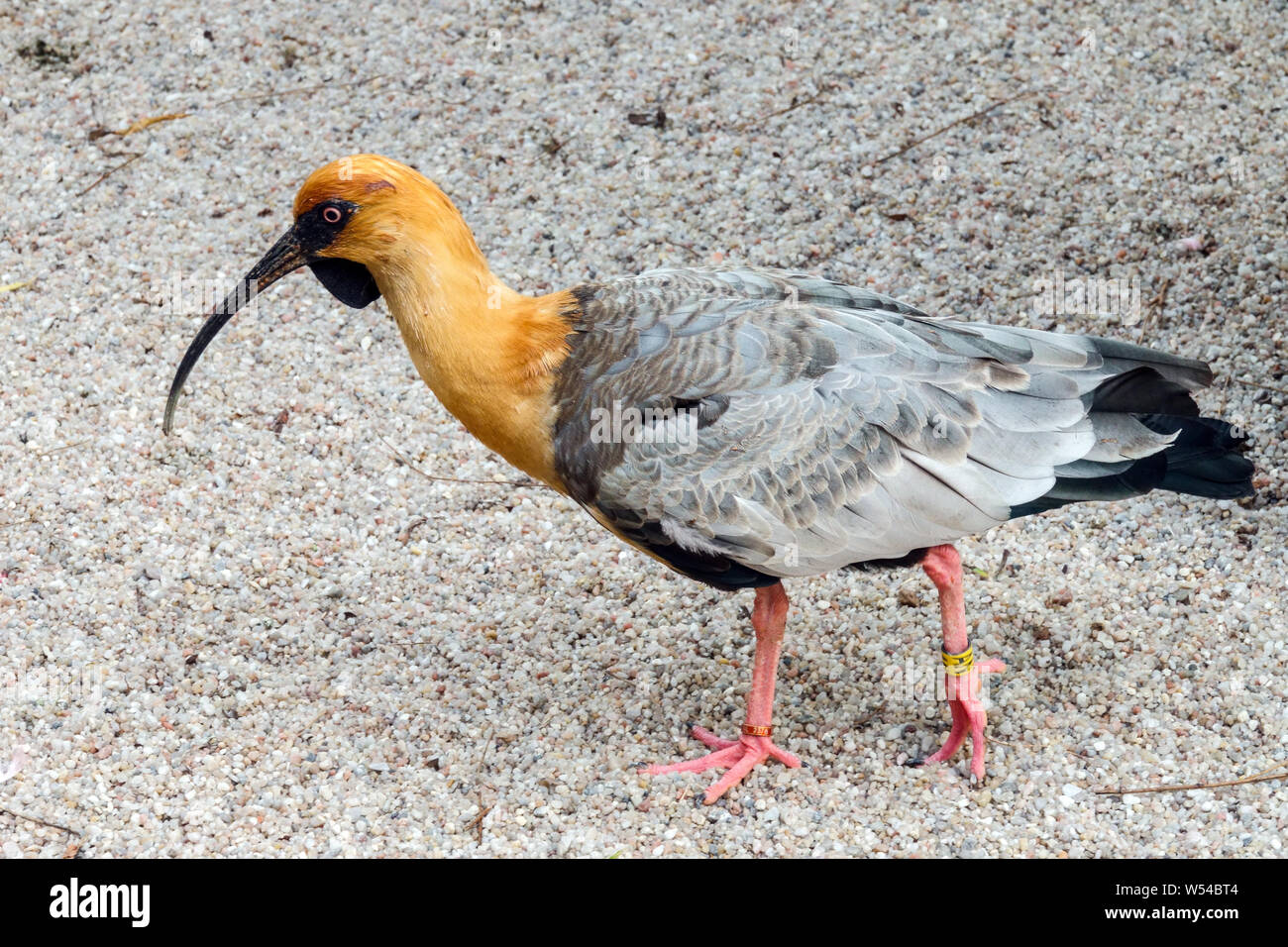 Black-faced ibis, Theristicus melanopis Stock Photo