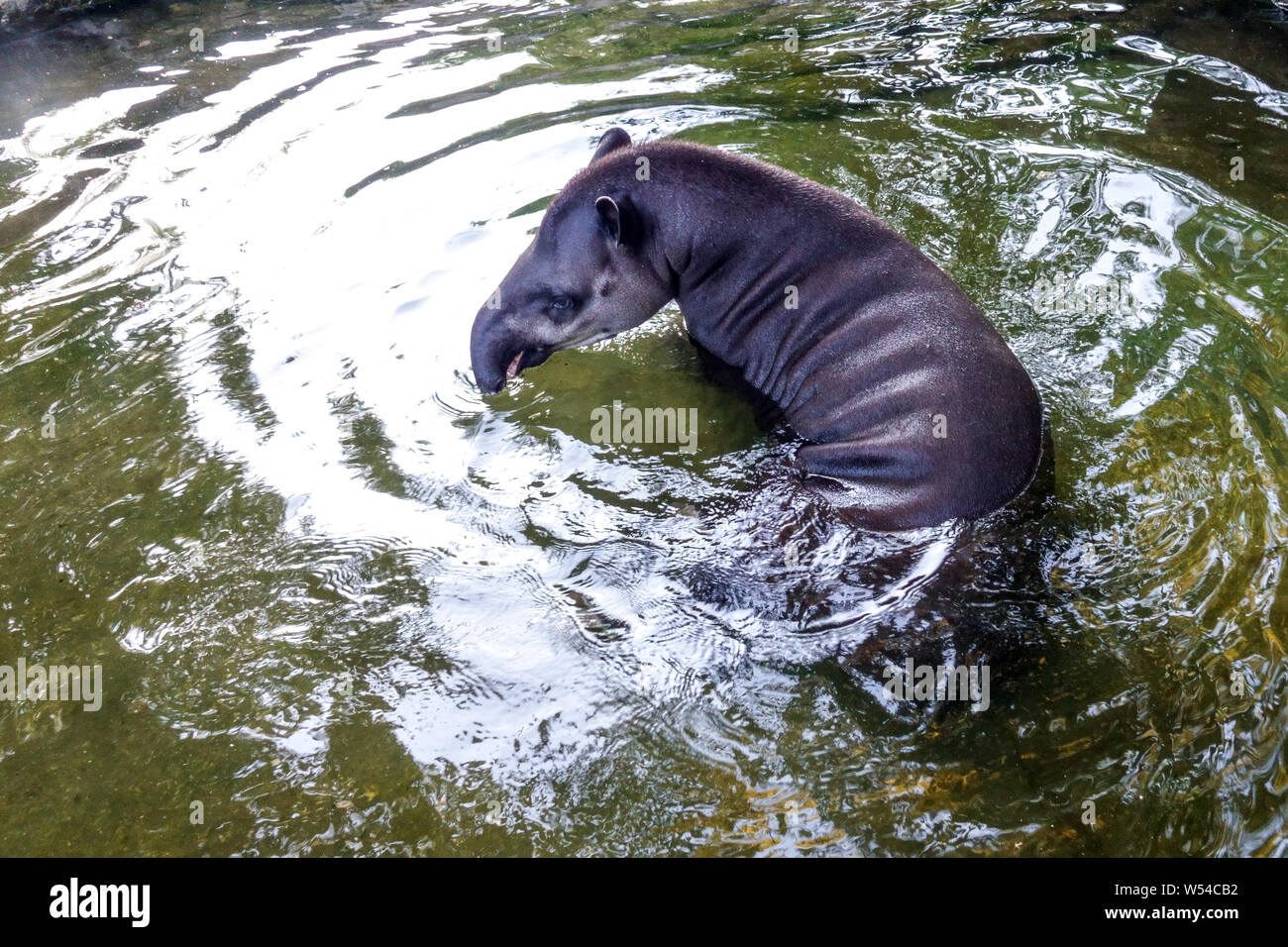South American tapir, Tapirus terrestris, swims in water Stock Photo