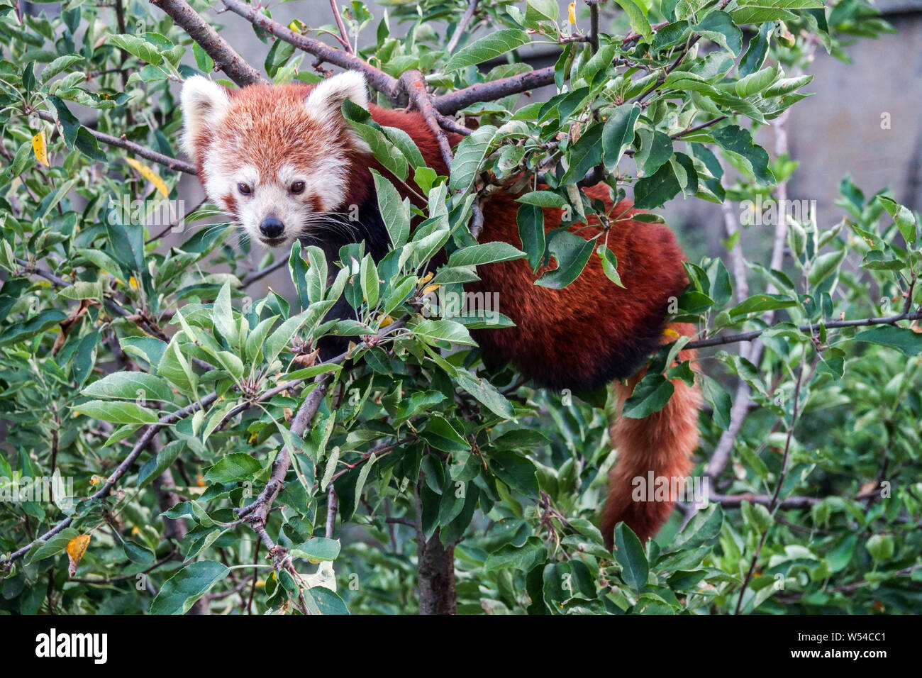 Red panda on tree branch, Prague Zoo Stock Photo - Alamy