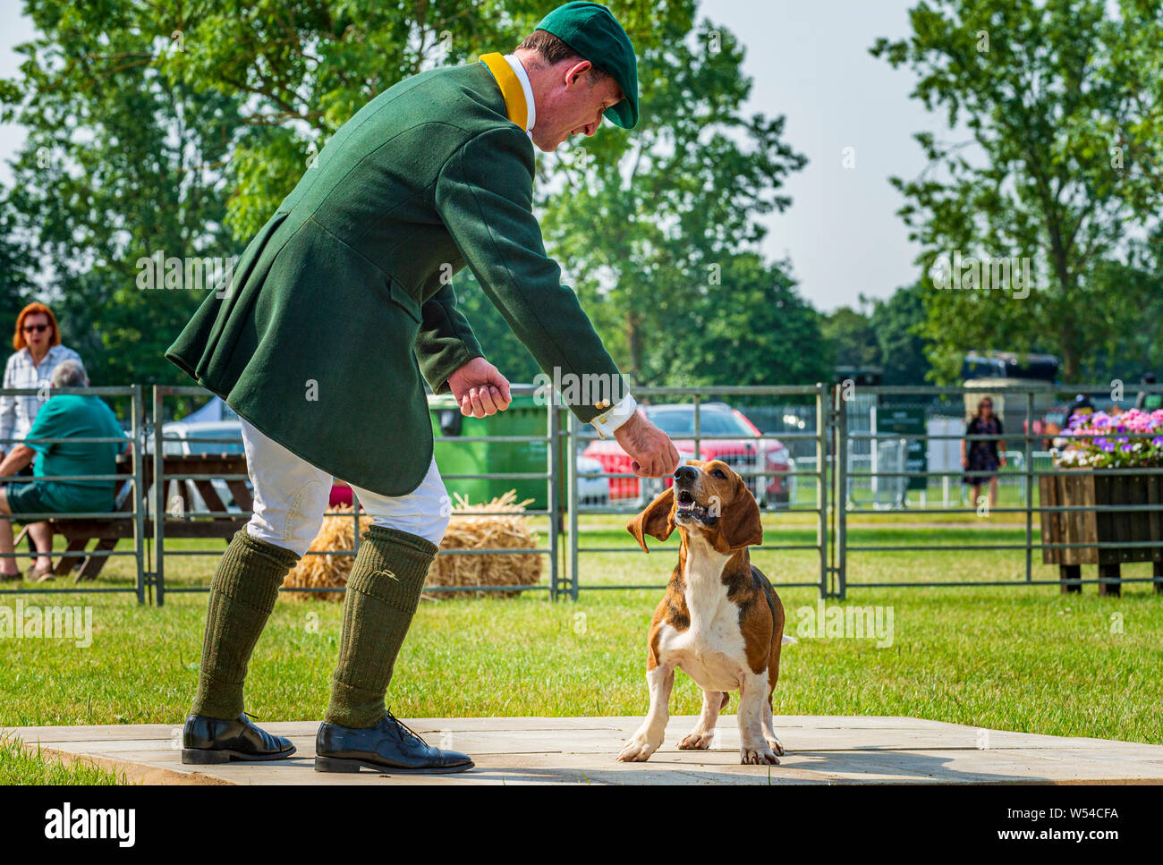 Festival of Hunting, Peterborough. A Bassett Hound in the show ring