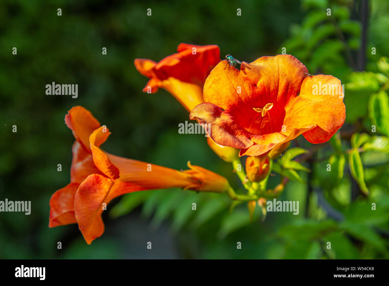 close-up of blossoms of a trumpet creeper (campsis) Stock Photo