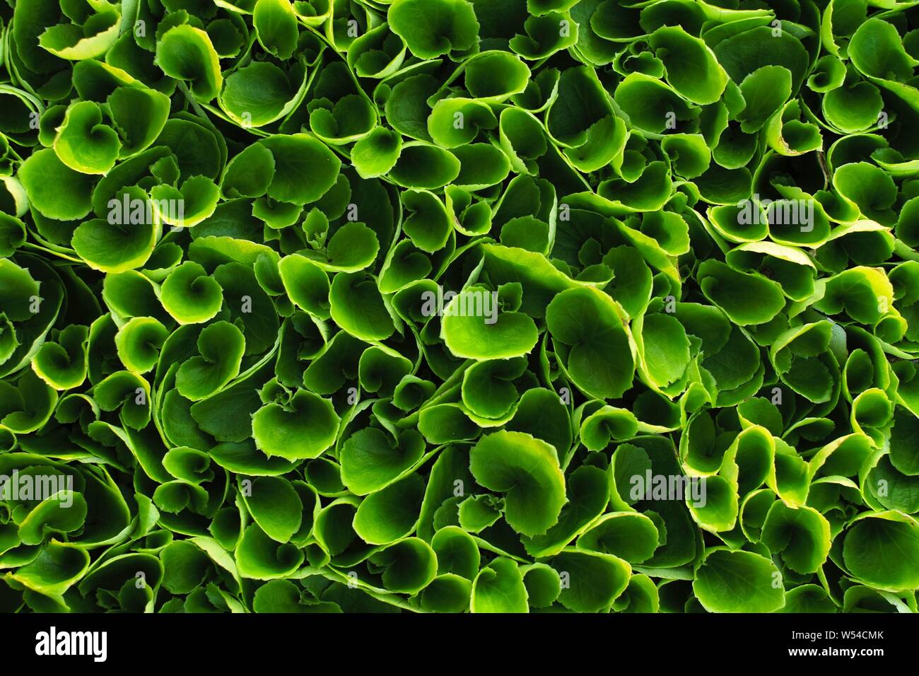 Background with many beautiful green leaves in sunlight Stock Photo