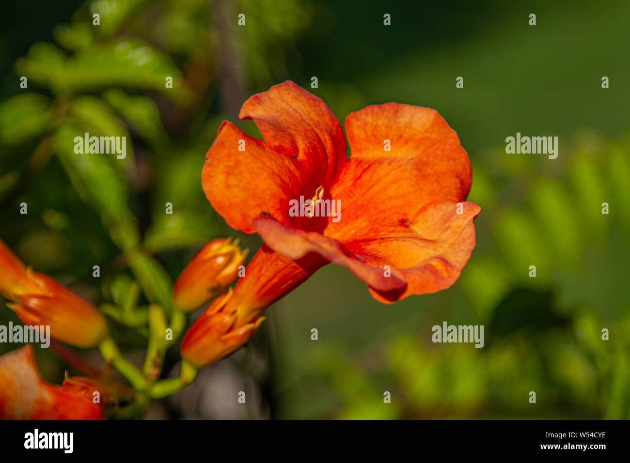 close-up of blossoms of a trumpet creeper (campsis) Stock Photo