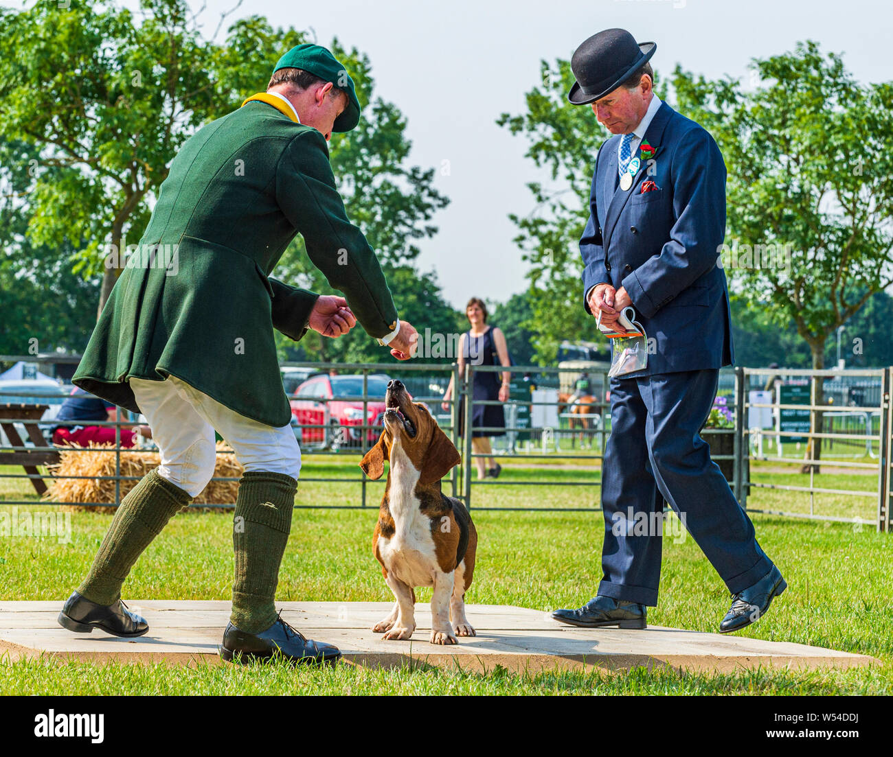 Festival of Hunting, Peterborough. A Bassett Hound in the show ring
