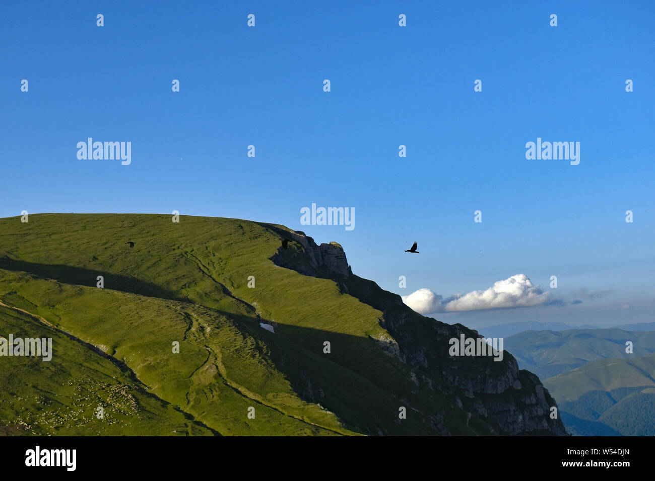 Three ravens silhouettes flying with food in beak. And a few sheep Stock Photo