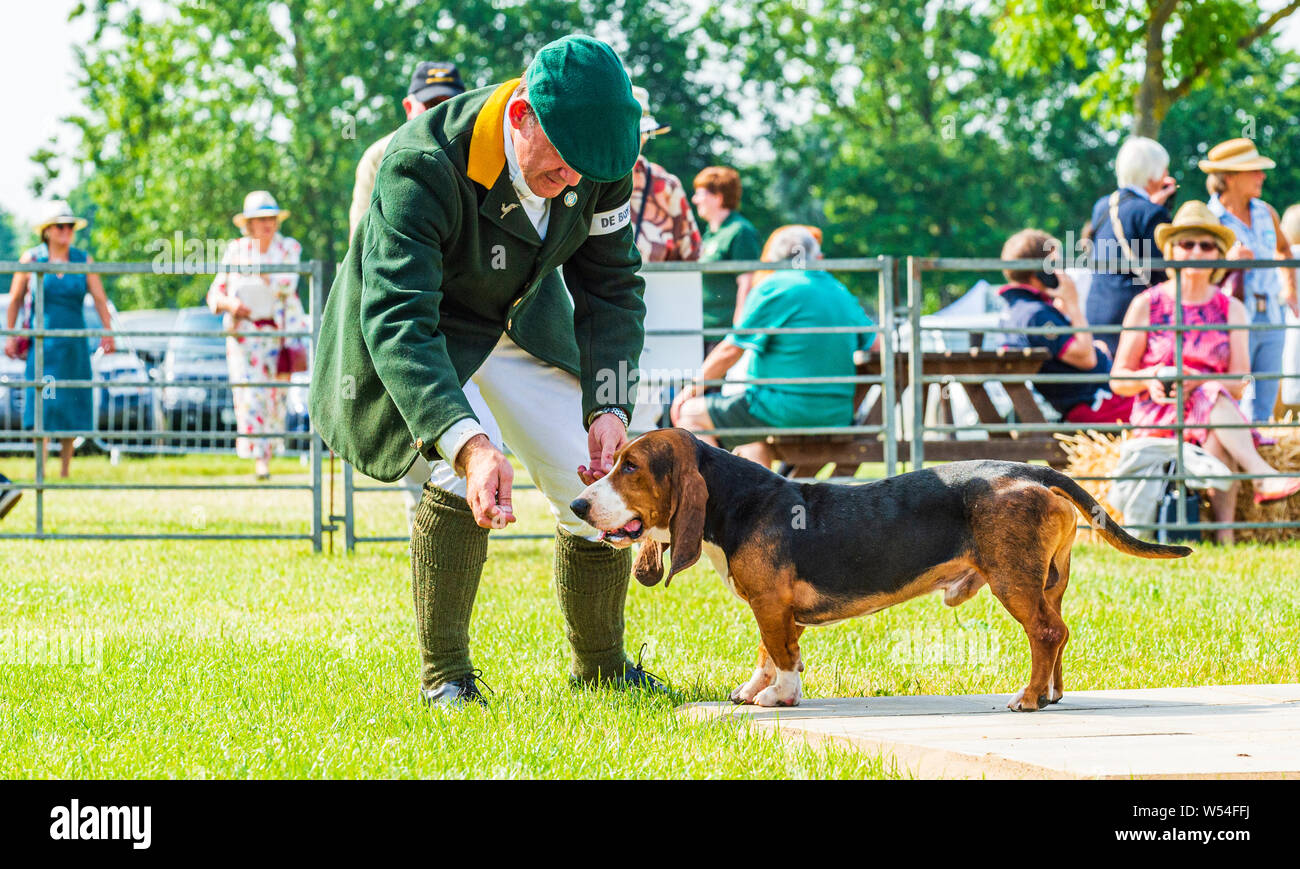 Festival of Hunting, Peterborough. A Bassett Hound in the show ring with the huntsman Stock Photo