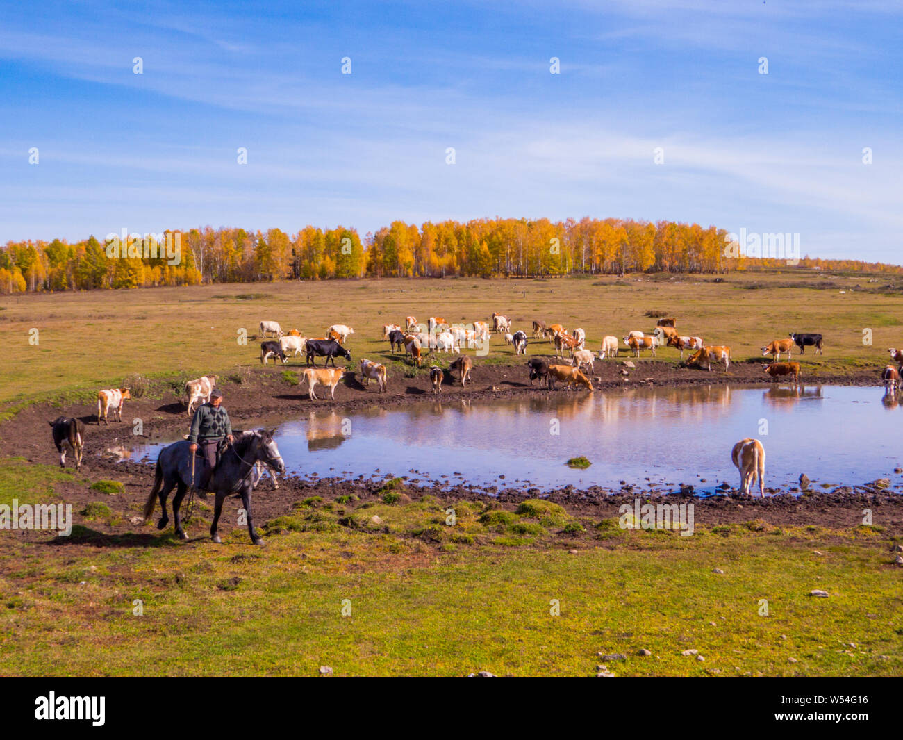 IRKUTSK REGION, RUSSIA - SEPTEMBER 24, 2018: Cows near a pond not far from the Lake Baikal. Stock Photo
