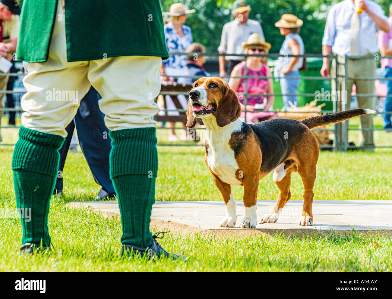 Festival of Hunting, Peterborough. A Bassett Hound in the show ring with the huntsman Stock Photo