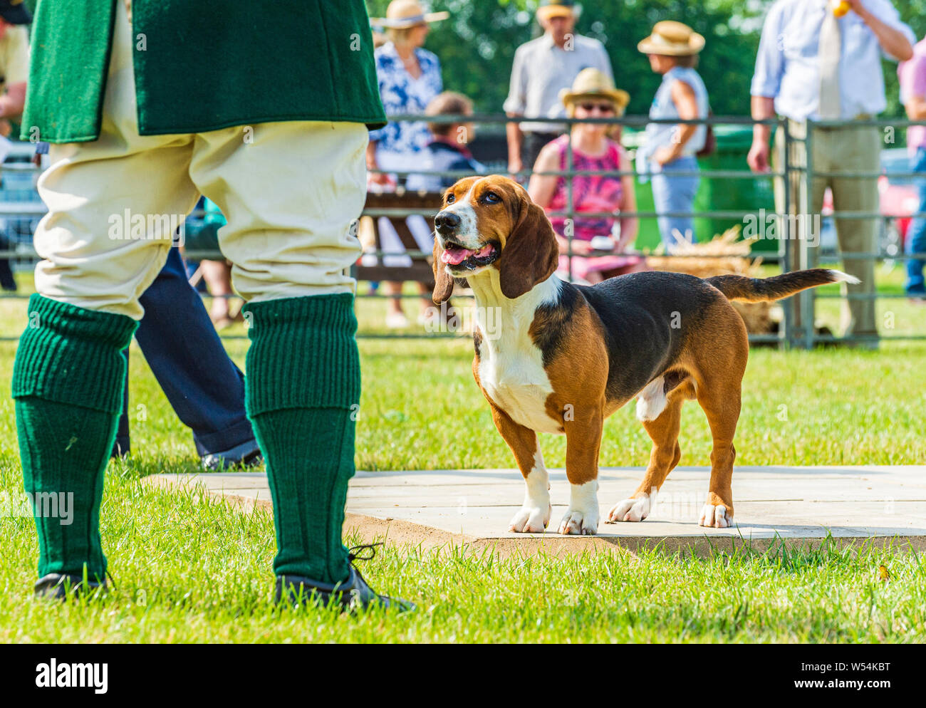 Festival of Hunting, Peterborough. A Bassett Hound in the show ring with the huntsman Stock Photo