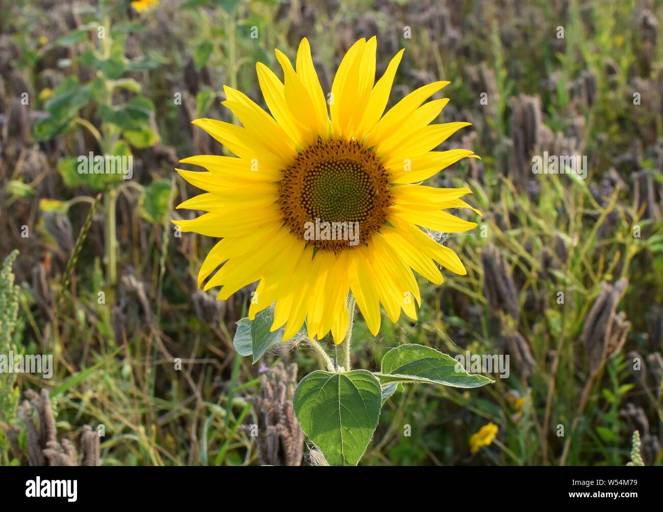 Helianthus. Beautiful young sunflower growing in the field at sunset