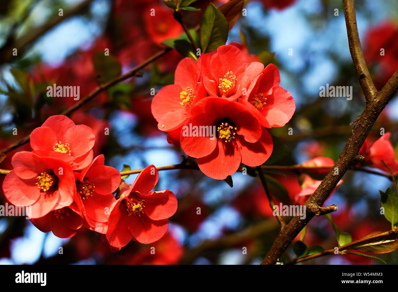 Spring flowers blooming with leaves Stock Photo