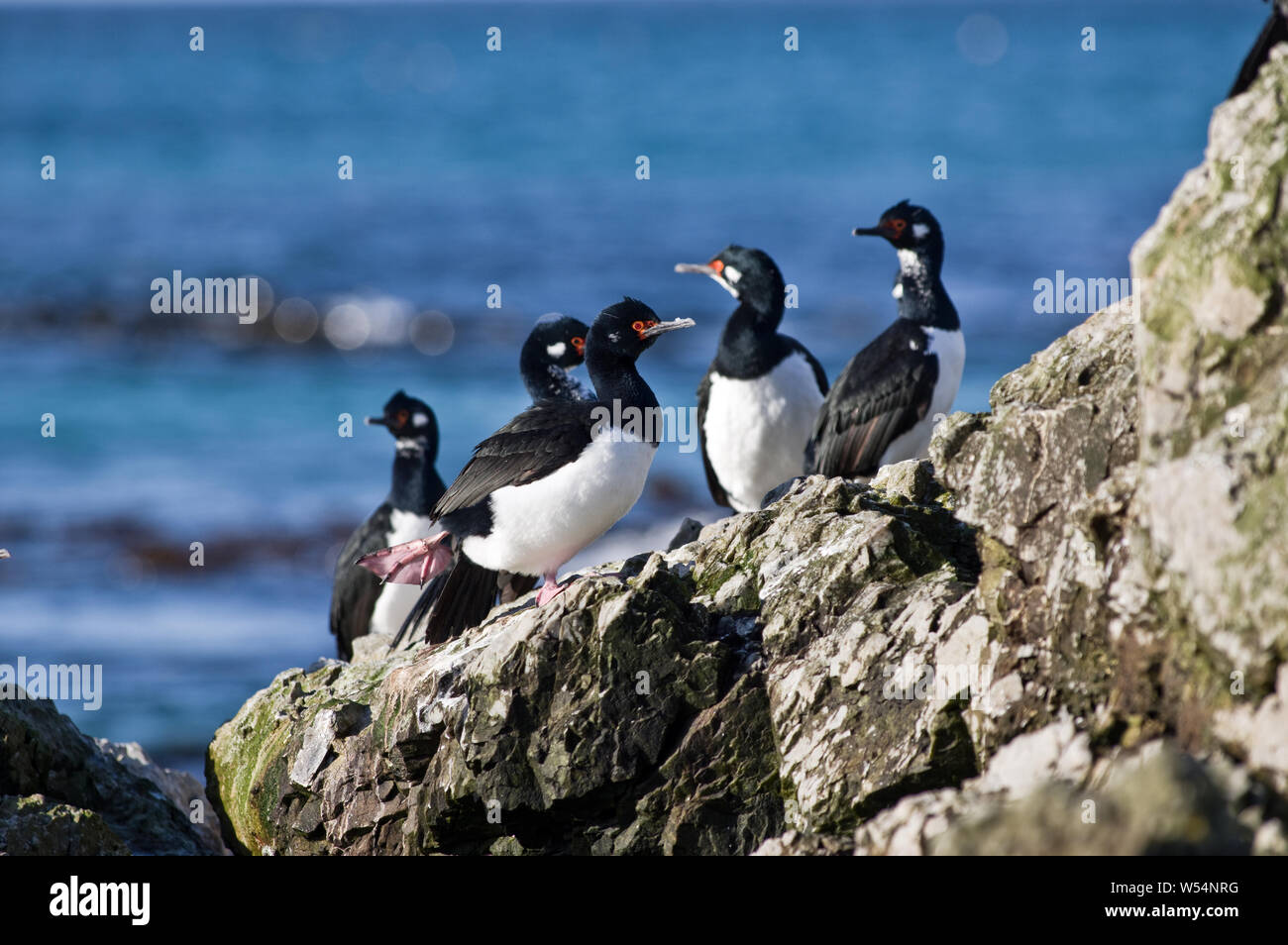 Magellanic Cormorants/Rock Shags on the rocks at Volunteer Point, East Falkland Stock Photo