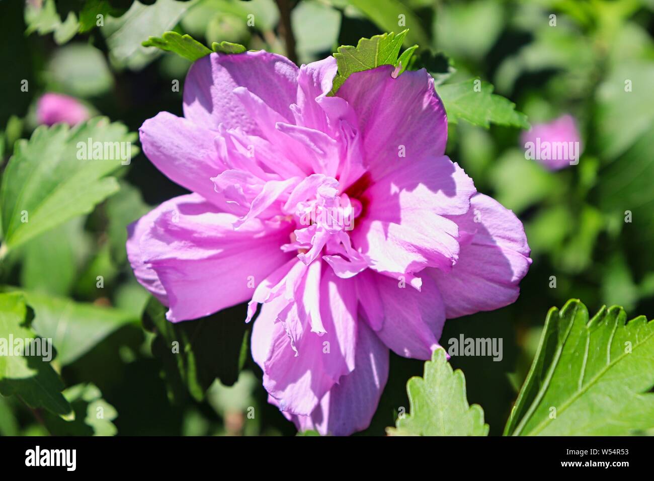Purple hibiscus flower in summer Stock Photo Alamy