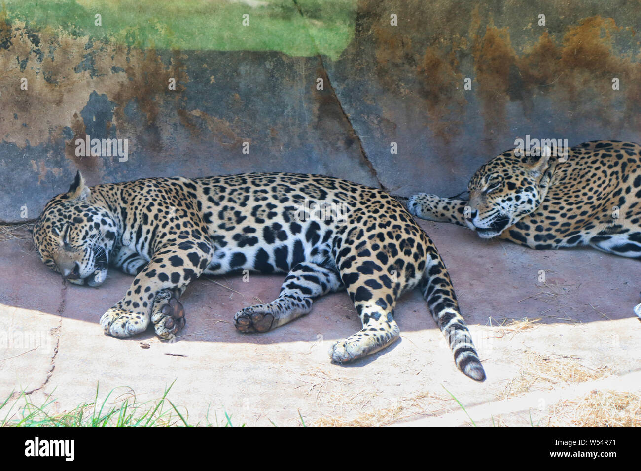Sleeping leopards Stock Photo