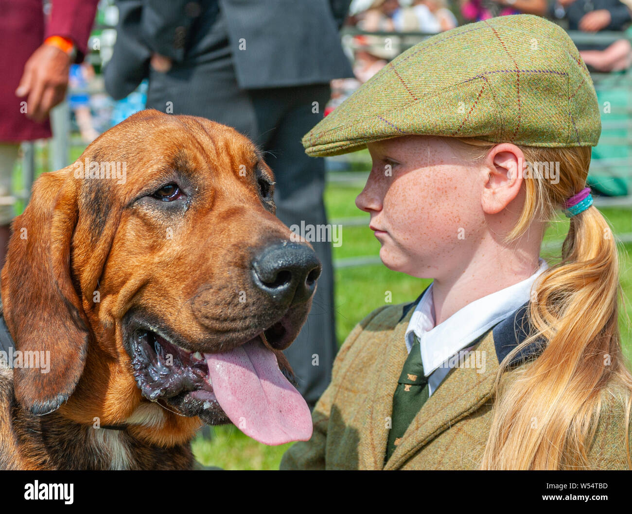 Festival of Hunting, Peterborough.  A Bloodhound waiting to go into the show ring with a young handler Stock Photo