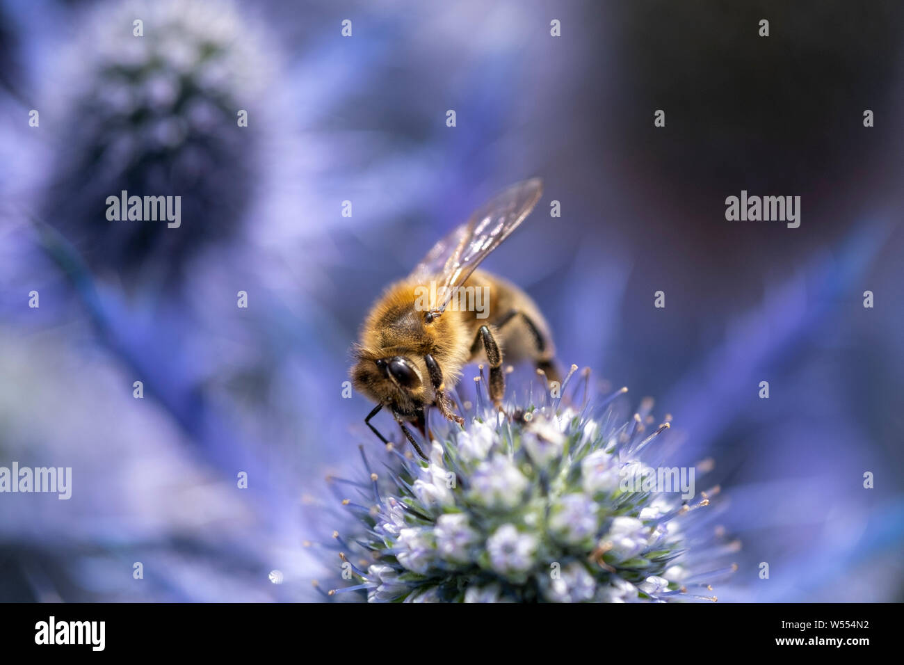 Bee prospecting for pollen in the flower head of a sea holly plant, scientific name is Eryngium Stock Photo