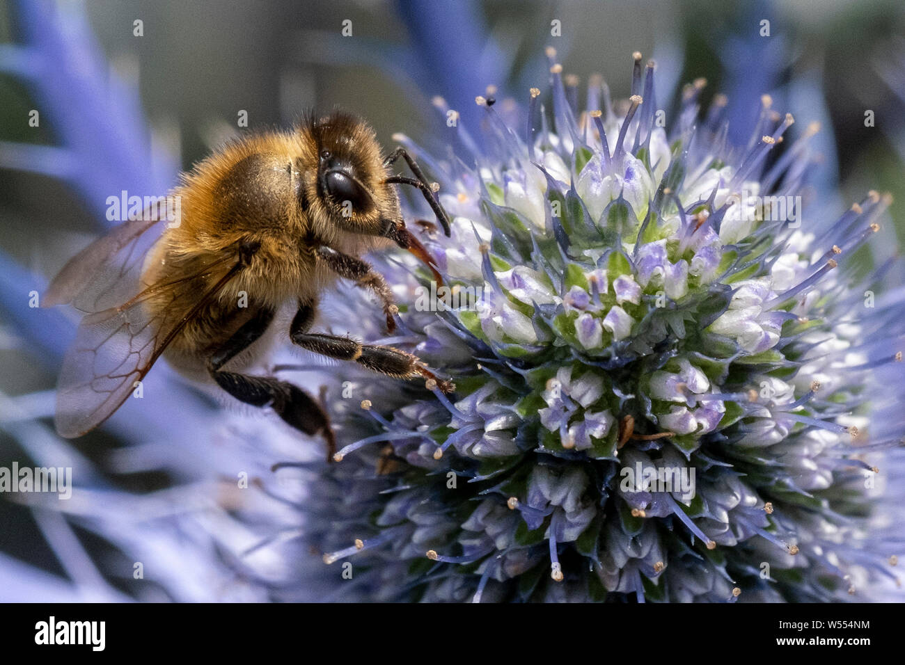 Bee prospecting for pollen in the flower head of a sea holly plant, scientific name is Eryngium Stock Photo
