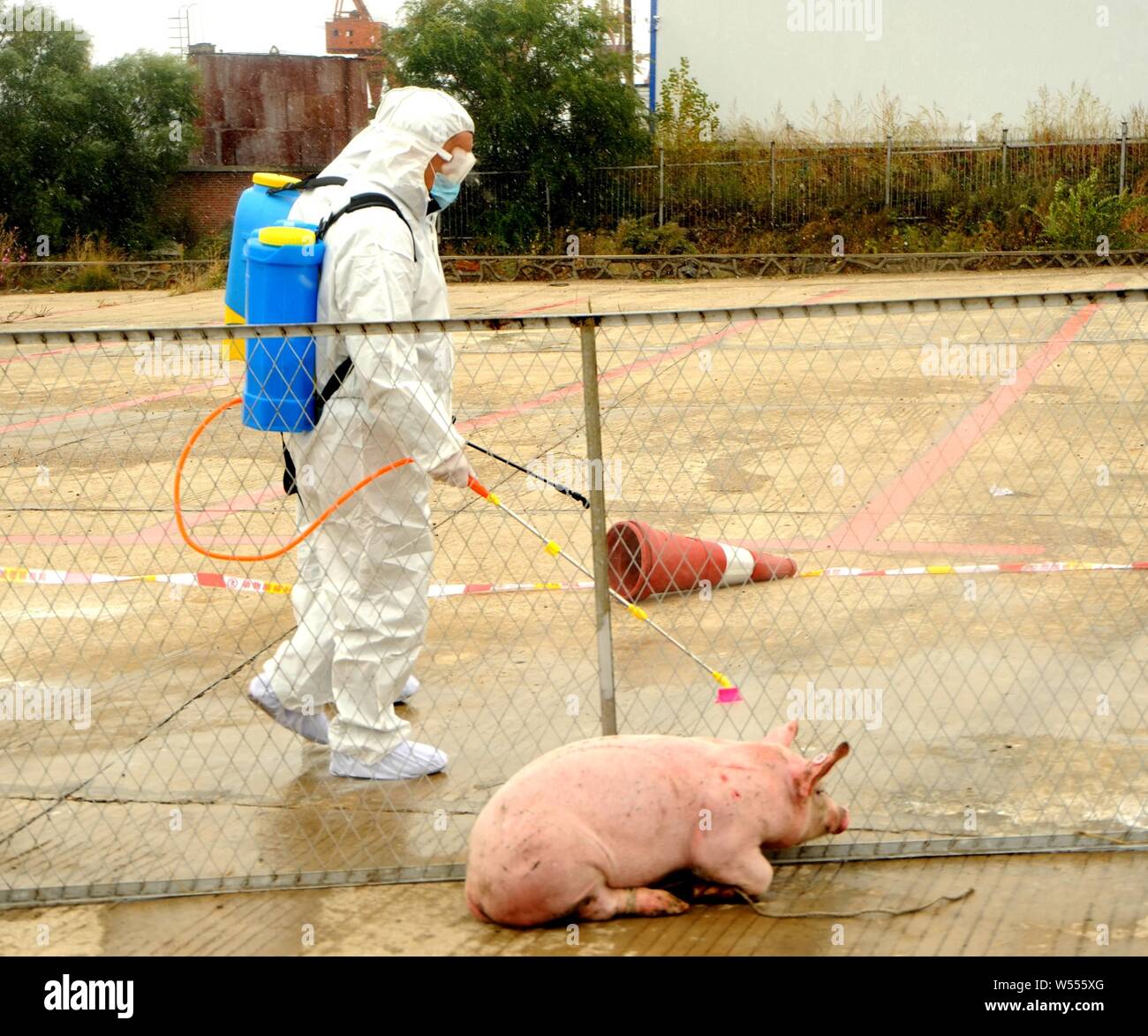 FILEChinese workers spray disinfectant to against African swine