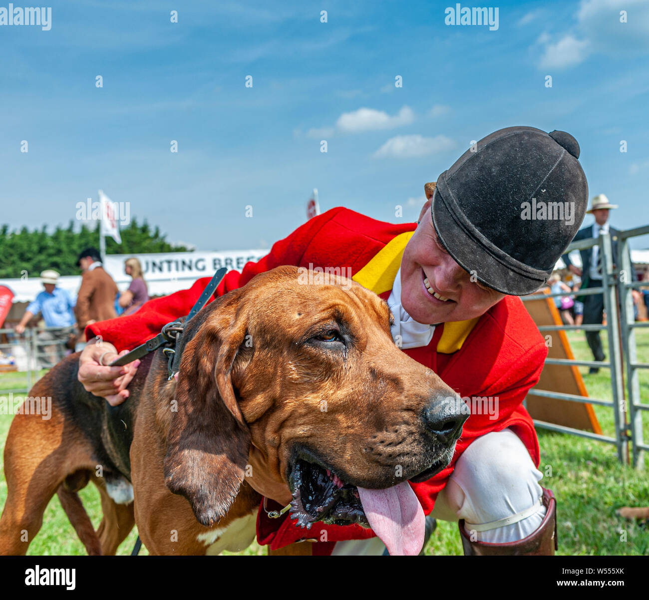 Festival of Hunting, Peterborough. A Bloodhound, from The Cranwell Bloodhounds, with one of The Whippers In in the show ring Stock Photo