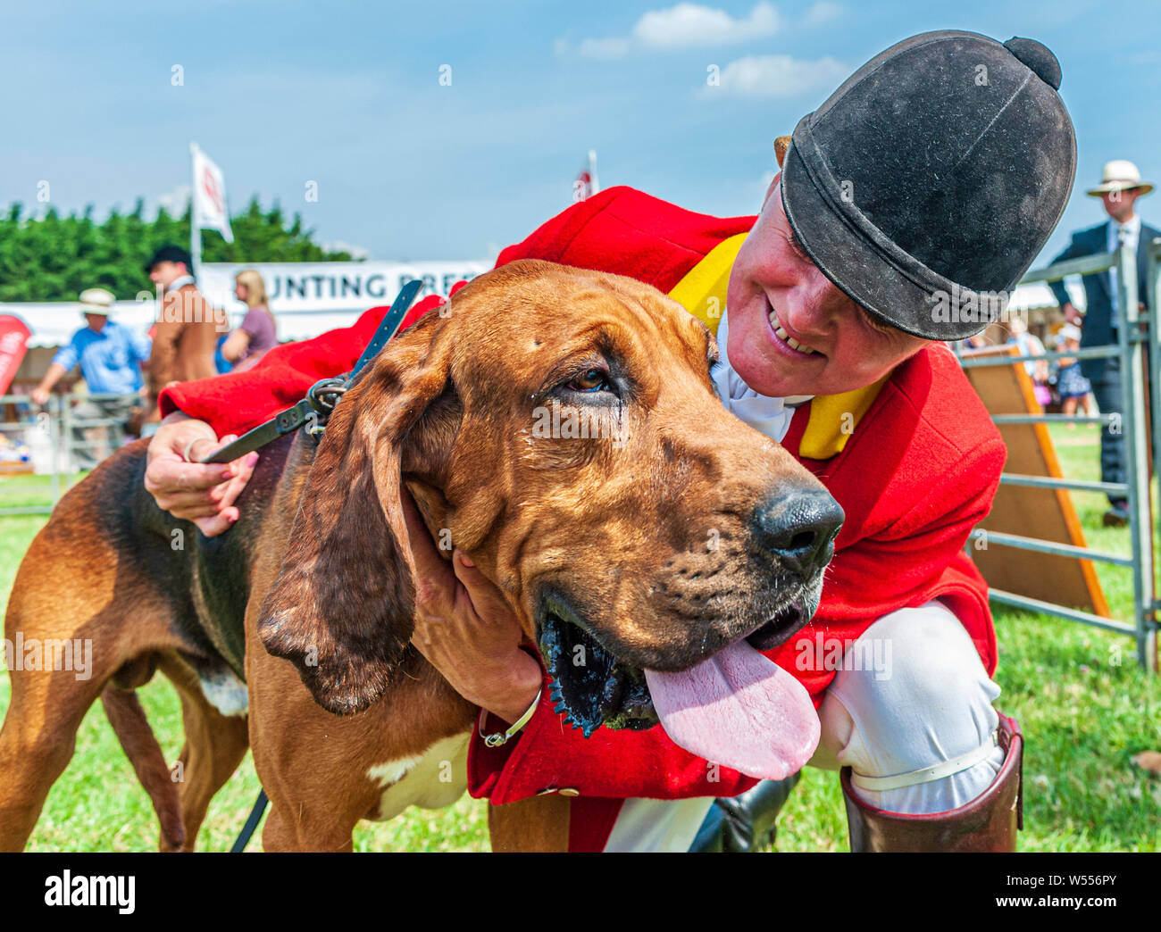 Festival of Hunting, Peterborough. A Bloodhound, from The Cranwell Bloodhounds, with one of The Whippers In in the show ring Stock Photo