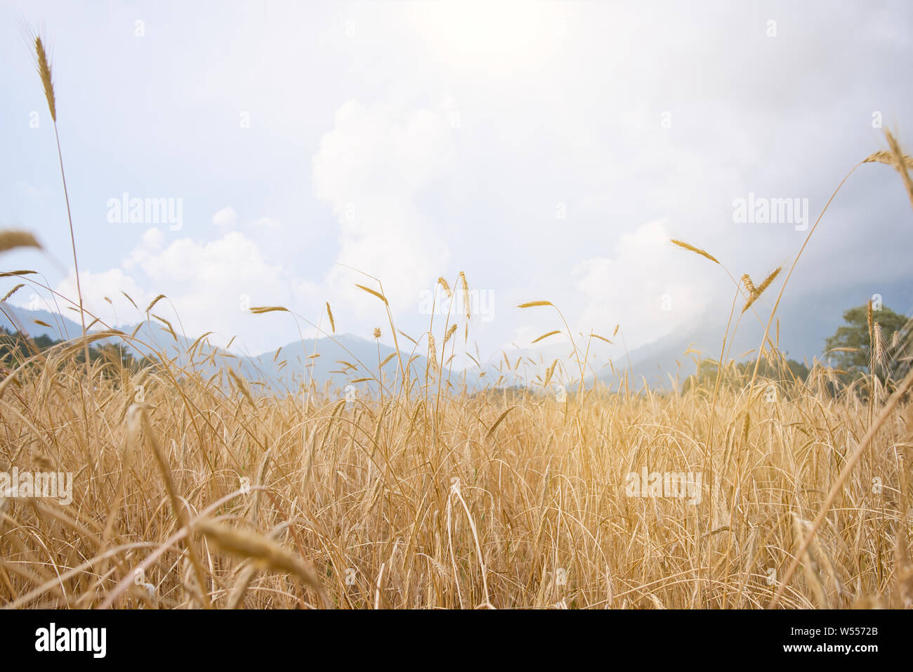 Wheat field. Ears of golden wheat close up. Background of ripening ears of meadow wheat field Stock Photo