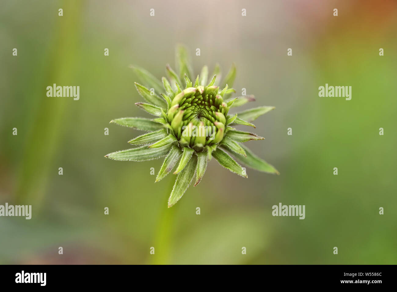 flower bud opens in an garden blur Stock Photo Alamy