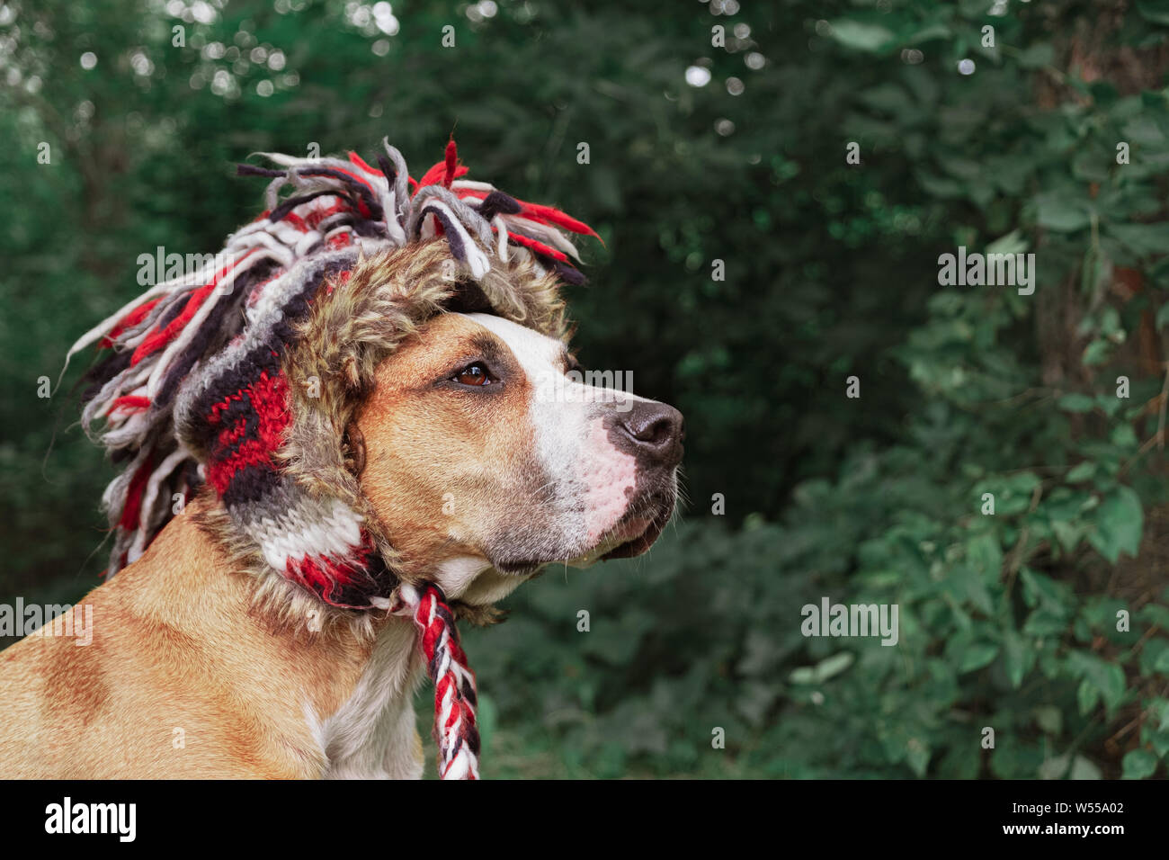 Beautiful dog in a funny bomber hat outdoors. Hero shot of a cute staffordshire terrier in the forest Stock Photo