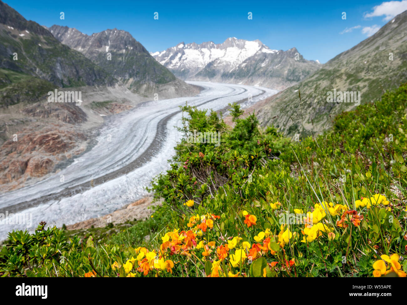view over the mighty Aletsch Glacier in Switzerland with wildflowers Stock  Photo - Alamy