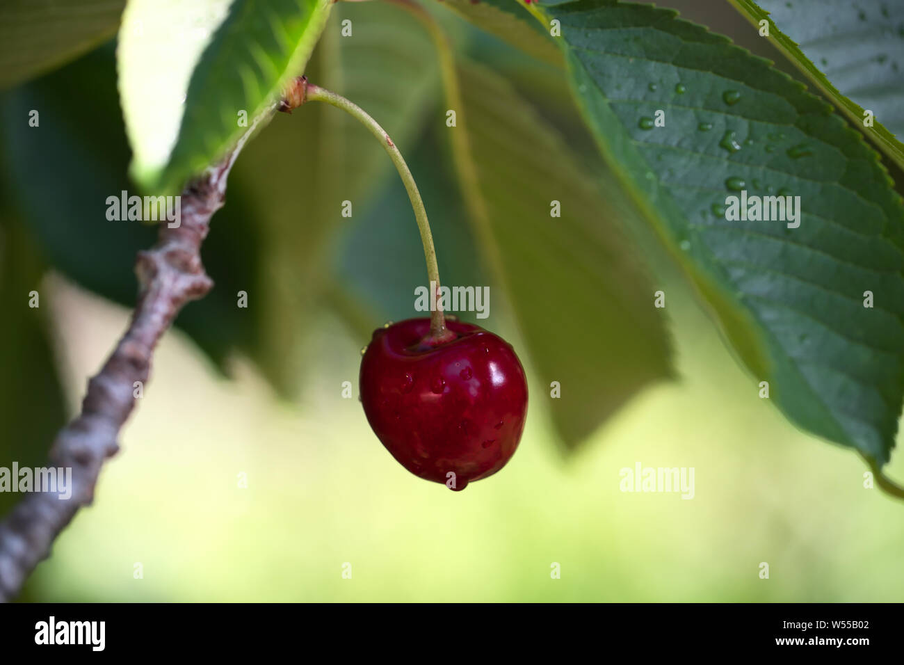 A cherry, one red ripe cherry fruit on a tree branch Stock Photo