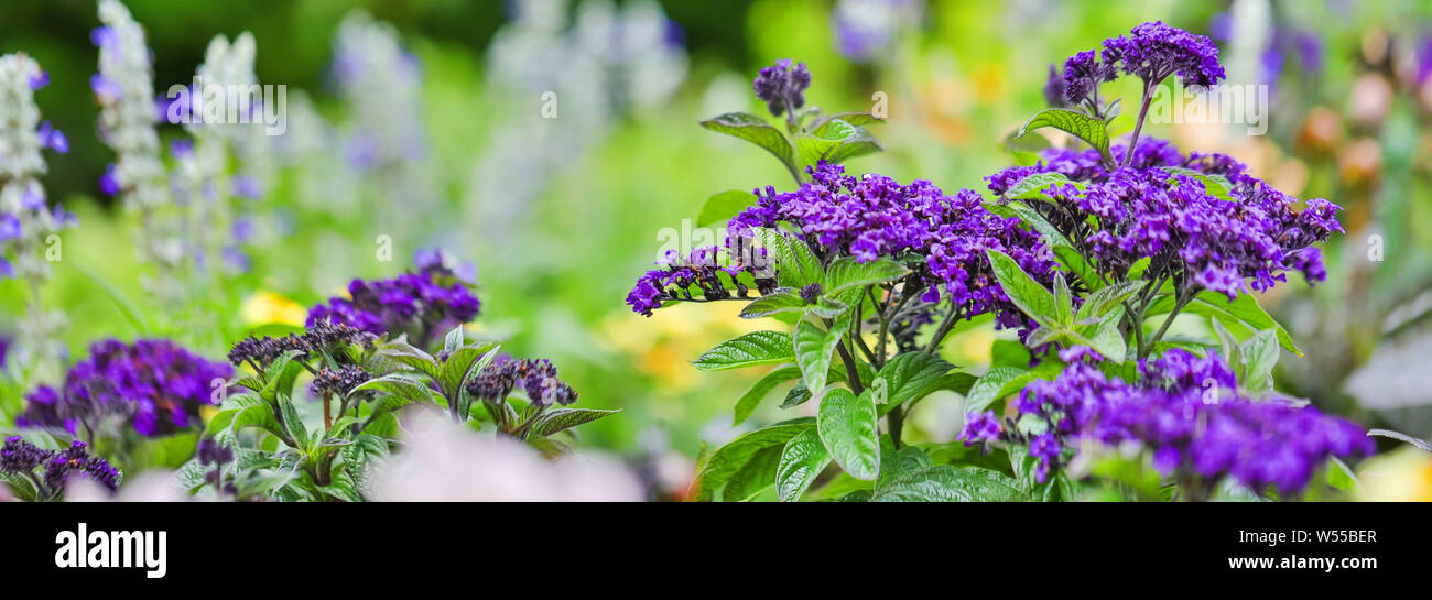 Purple panorama hi-res stock photography and images - Alamy