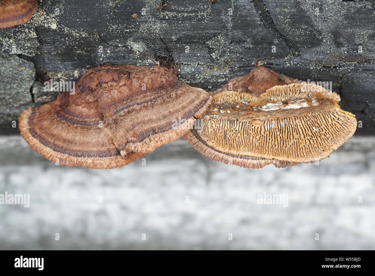 Gloeophyllum sepiarium, rusty gilled polypore, bracket fungus from Finland Stock Photo