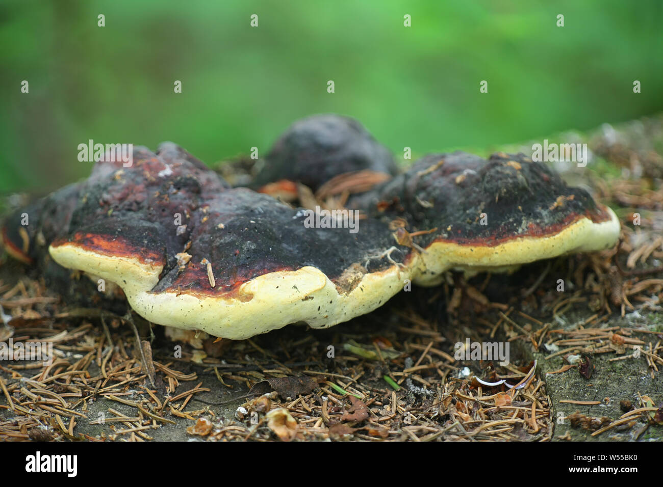 Gloeophyllum odoratum, known as the  Anise Mazegill and Brown Rot Fungus, a polypore from Finland Stock Photo
