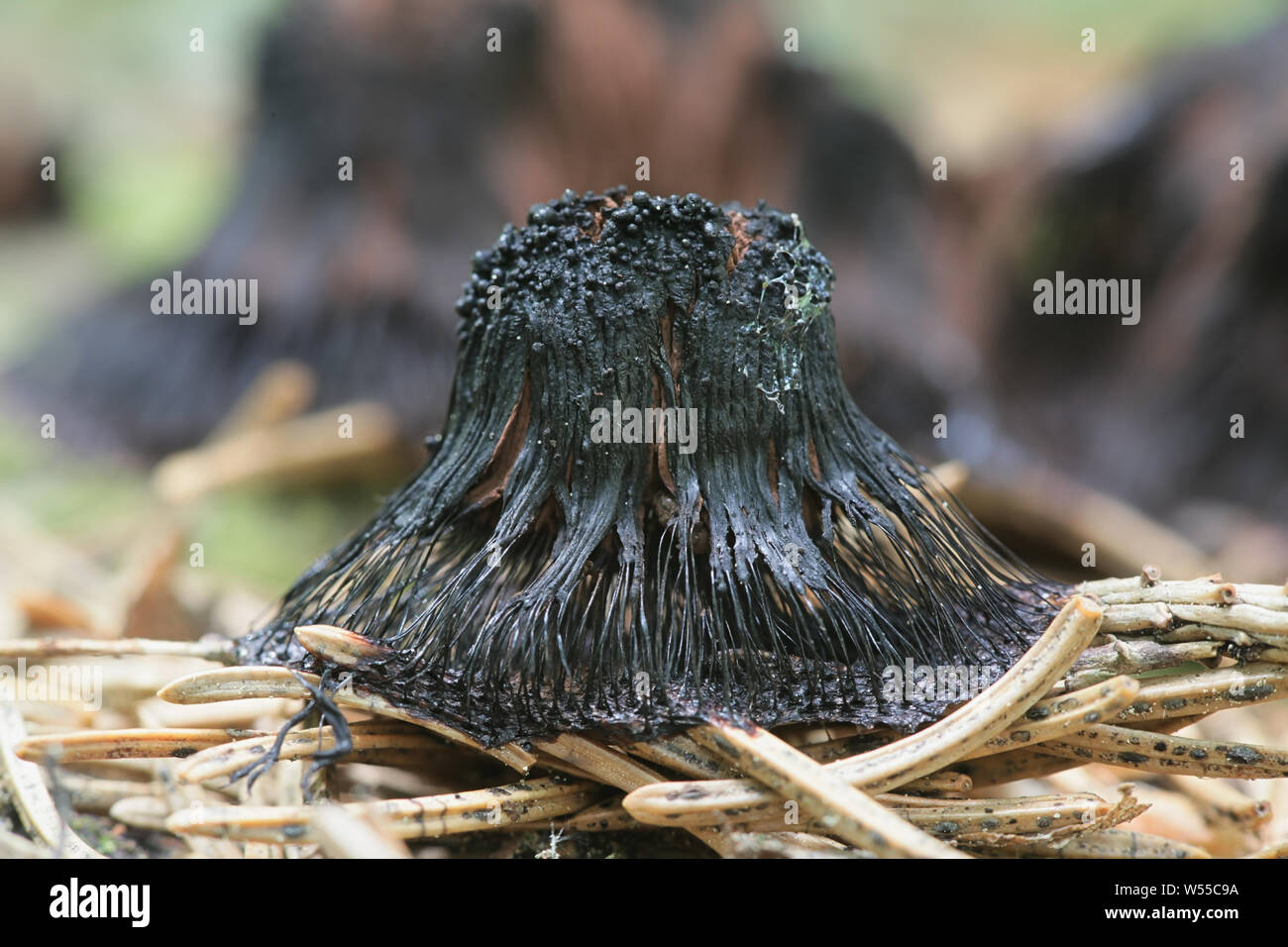 Stemonitis axifera, known as the chocolate tube slime mold Stock Photo