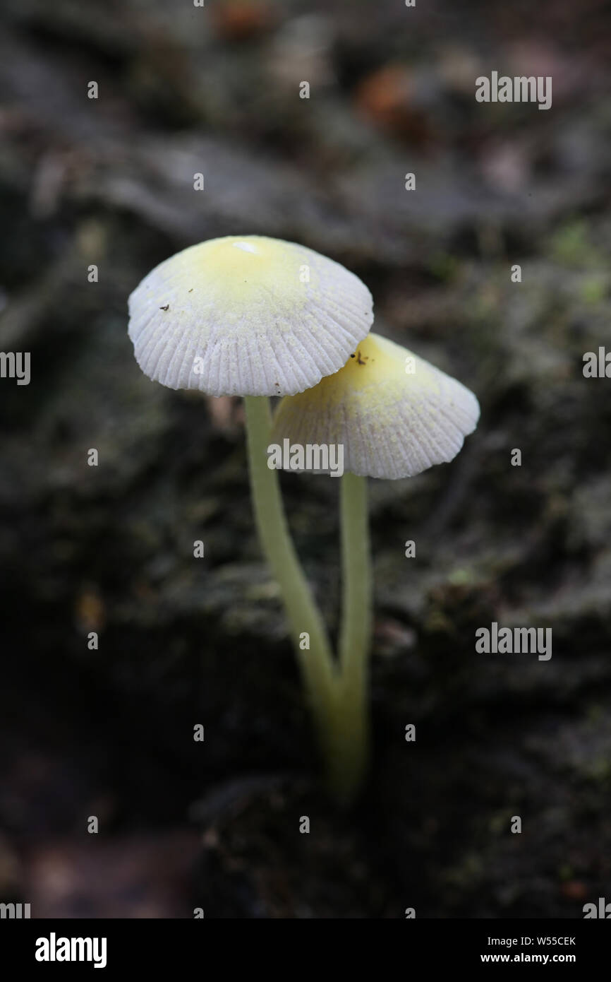 Bolbitius titubans, also known as Bolbitius vitellinus, commonly called ...