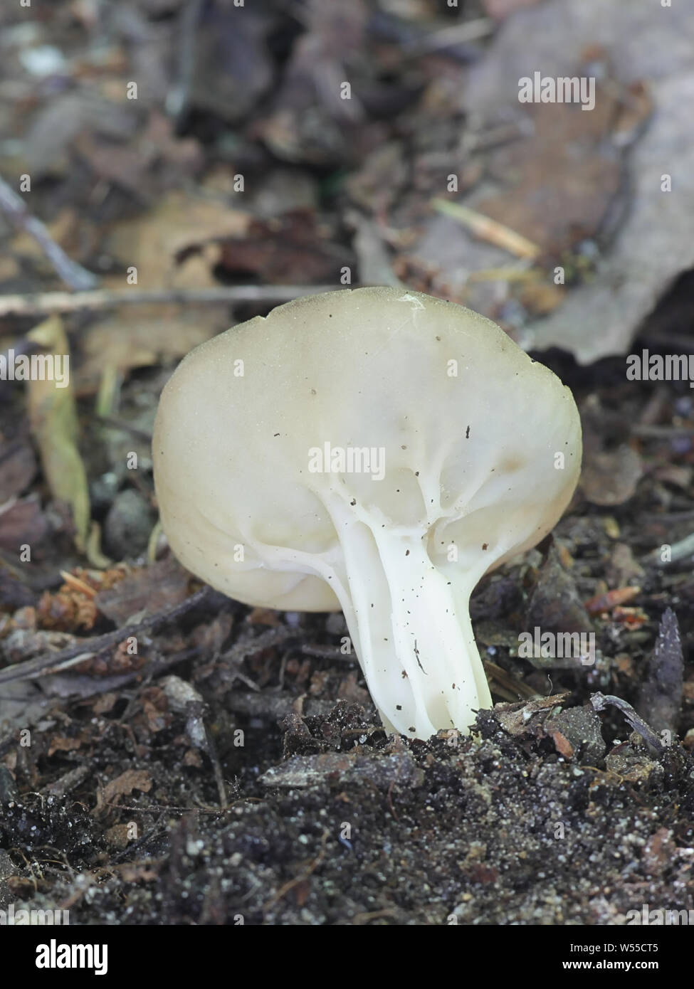 Helvella acetabulum, known as the cabbage leaf Helvella, vinegar cup or the brown ribbed elfin cup, growing wild in Finland Stock Photo