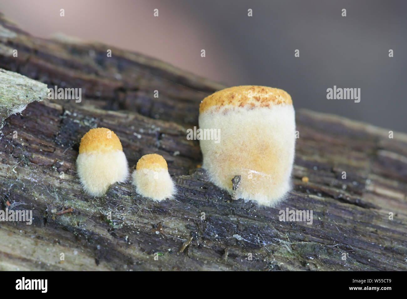 Crucibulum laeve, the Common Bird's-nest Fungus, young specimens growing on rotting wood Stock Photo