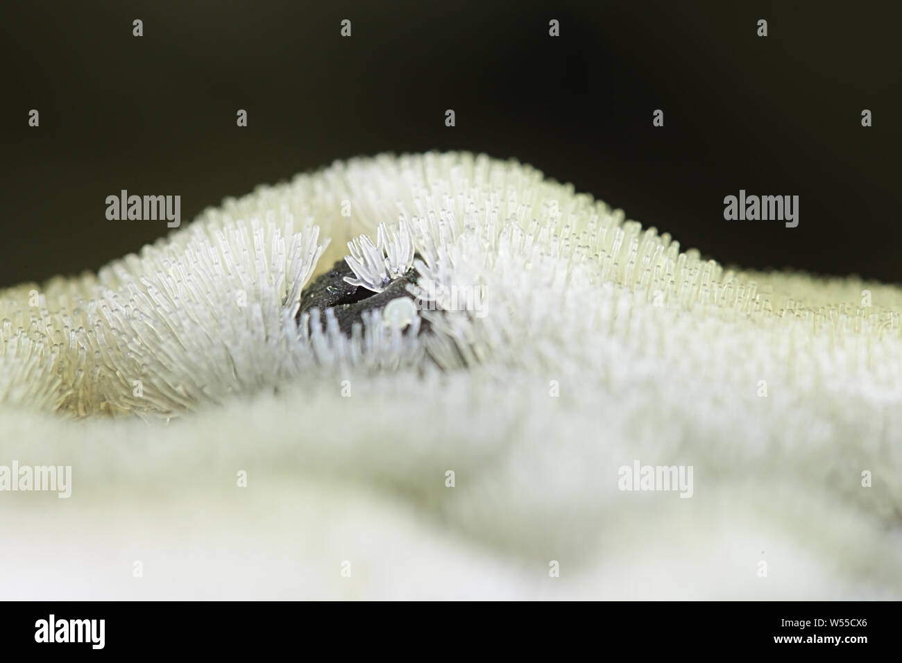 White coral slime mold, Ceratiomyxa fructiculosa Stock Photo
