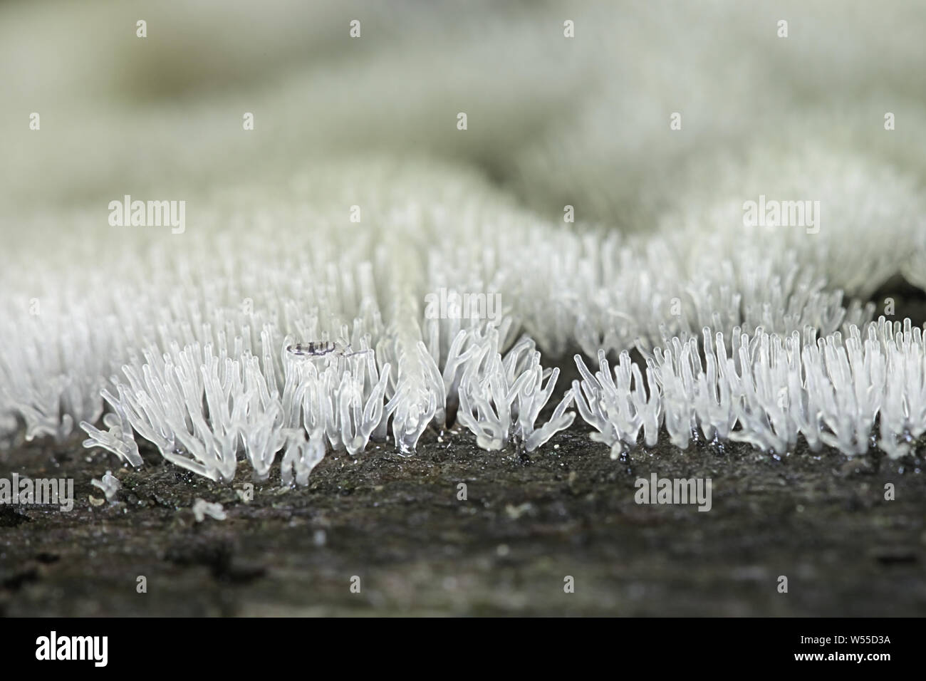 White coral slime mold, Ceratiomyxa fructiculosa, and a feeding springtail, Entomobrya corticalis Stock Photo