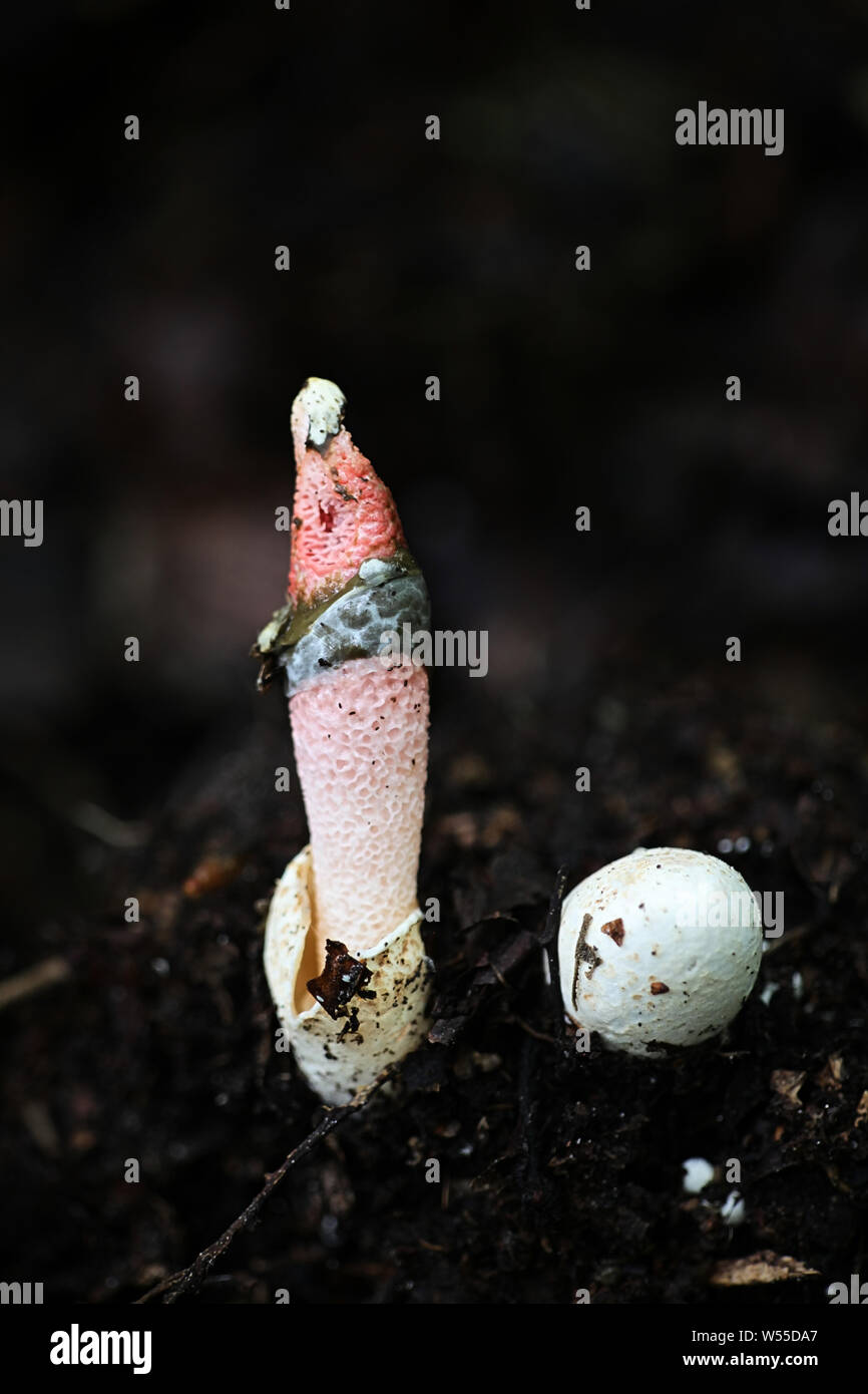 Mutinus ravenelii, known as the Red Stinkhorn, wild fungus from Finland Stock Photo