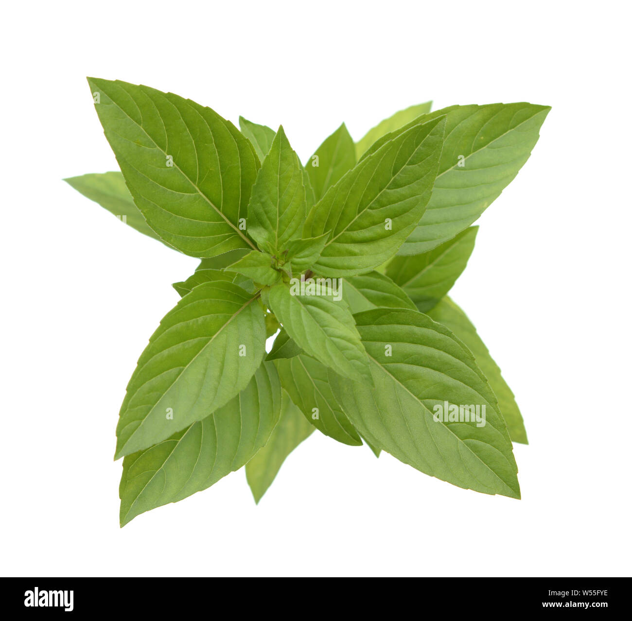 Thai sweet basil isolated on white Stock Photo Alamy