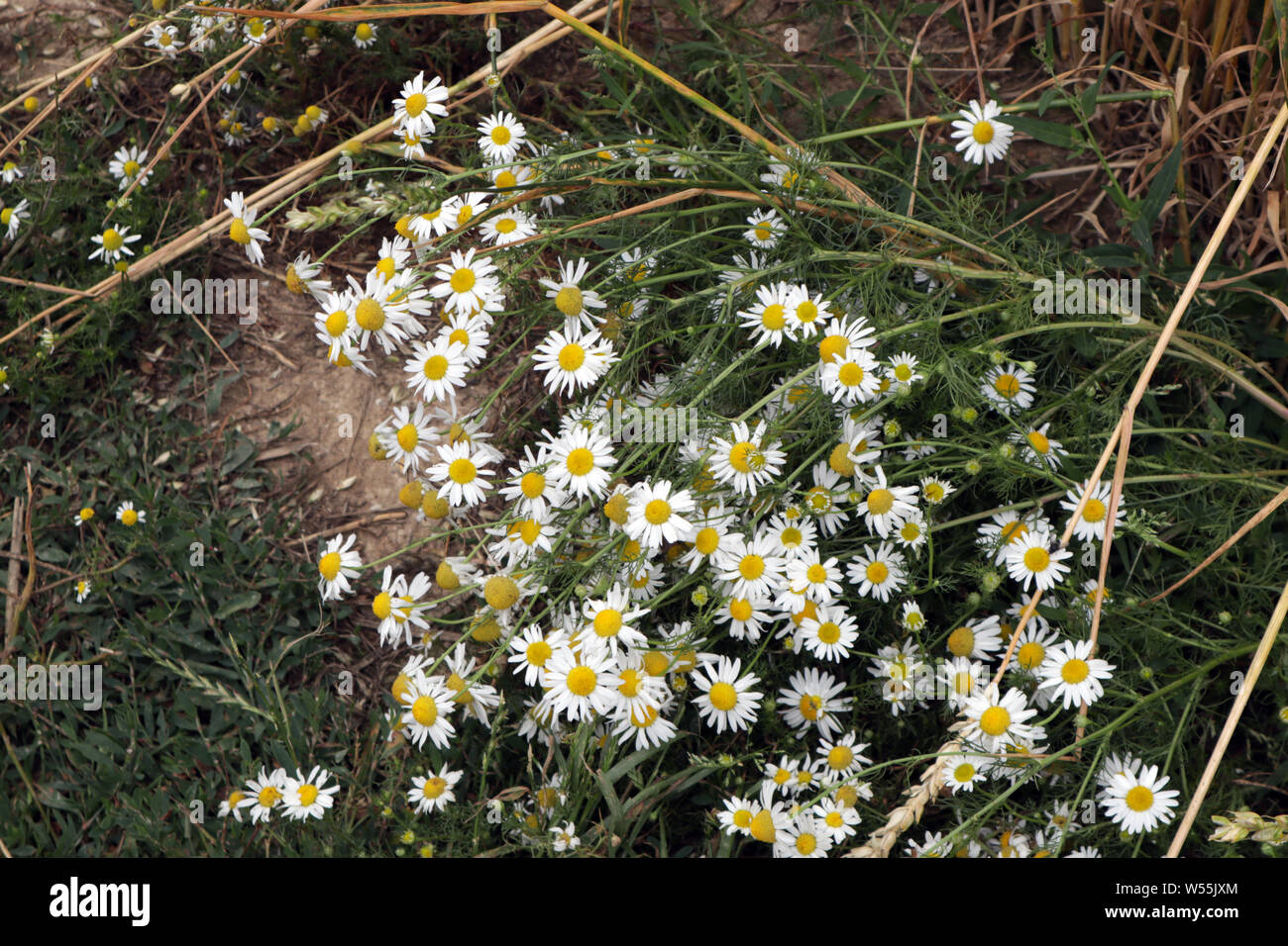 Scented mayweed hires stock photography and images Alamy