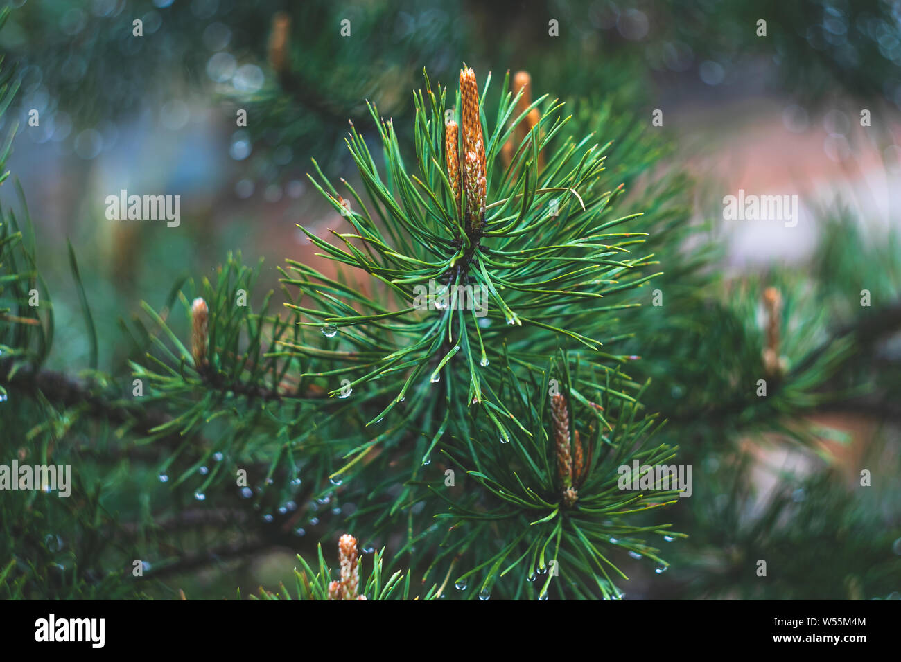 Fir tree branch with cones. Raindrops on spruce needles. Green pine branch close-up on green natural background. Pine tree. Abstract green pattern of Stock Photo