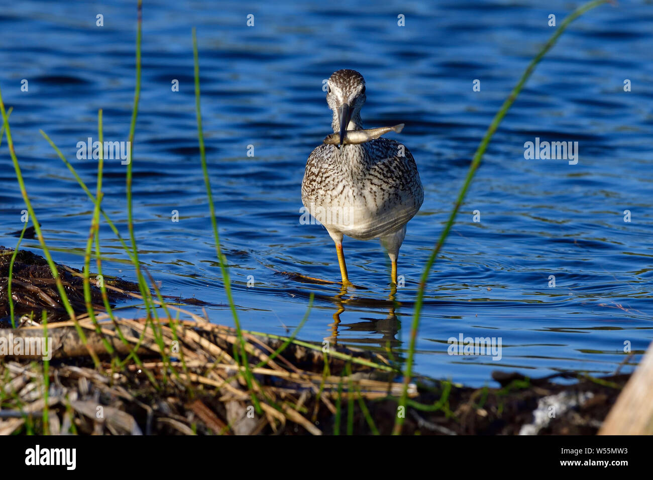 A Greater yellowlegs shorebird ' Tringa melanoleuca', walking to shore with his catch of a small fish Stock Photo