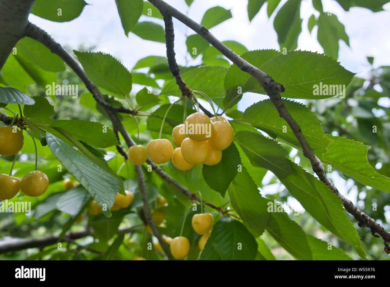 Fruit cherry tree garden hires stock photography and images Alamy