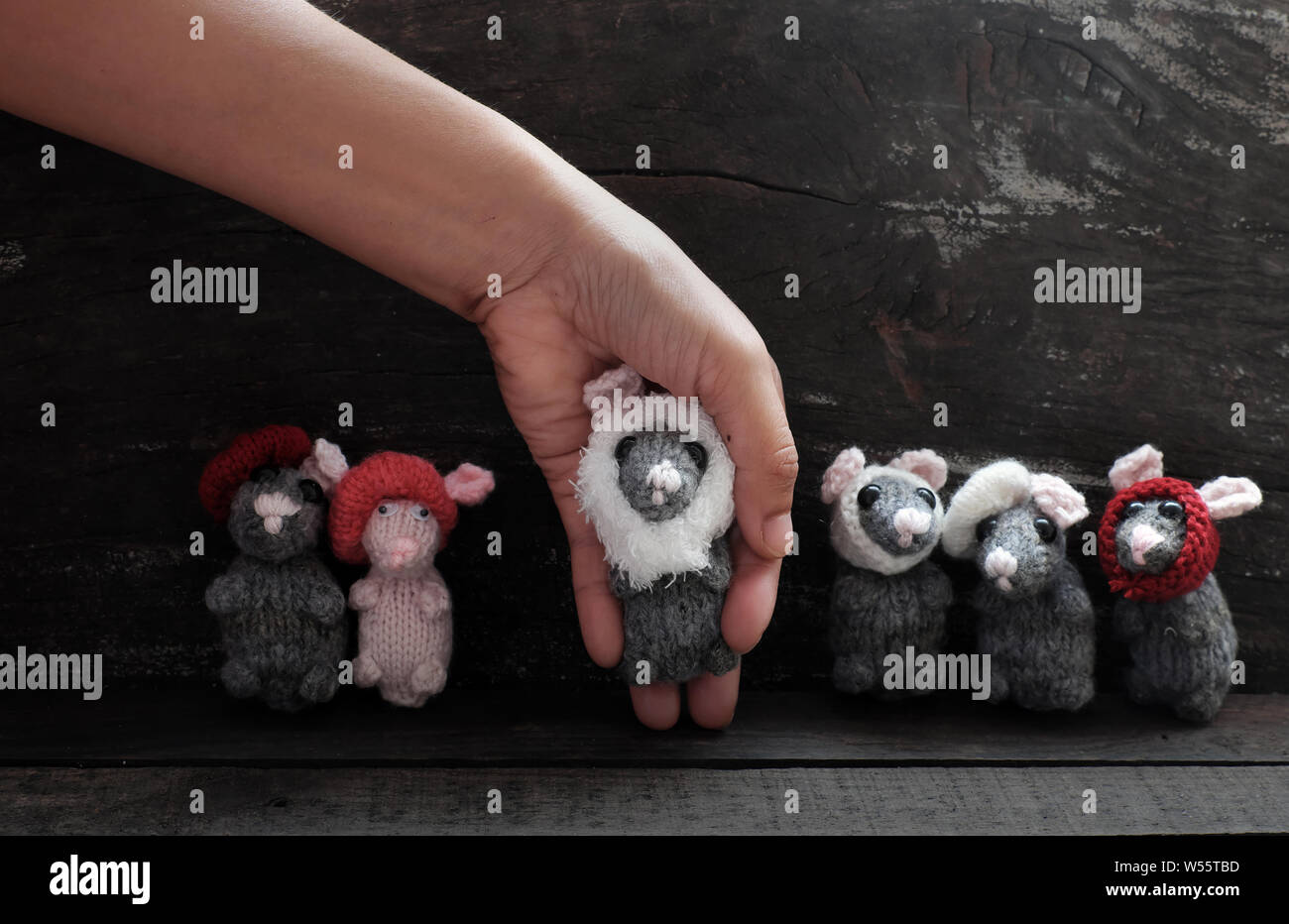 Woman arms hold group of yarn grey mice on black wooden background, tiny rat wear hat in hands make abstract handmade product from leisure activity Stock Photo