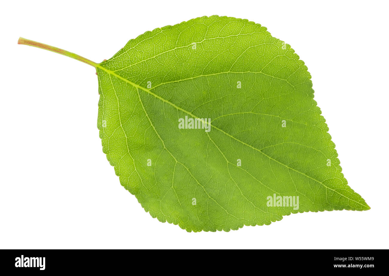 apricot leaf isolated on a white background Stock Photo - Alamy