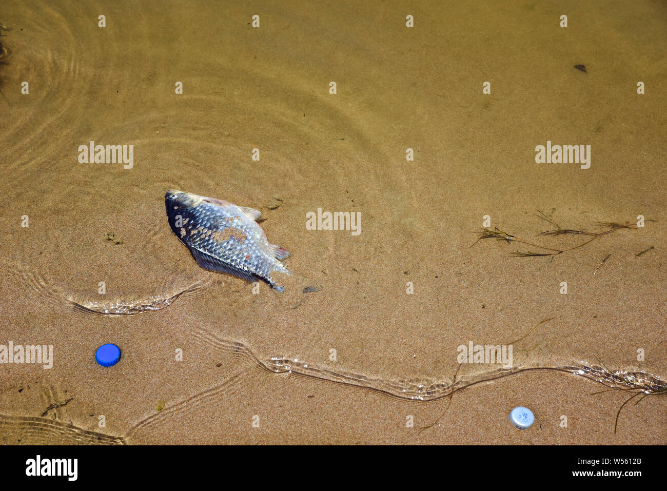 A dead fish and plastic covers in a beach inside water. This image could be useful for environmental concepts. Stock Photo