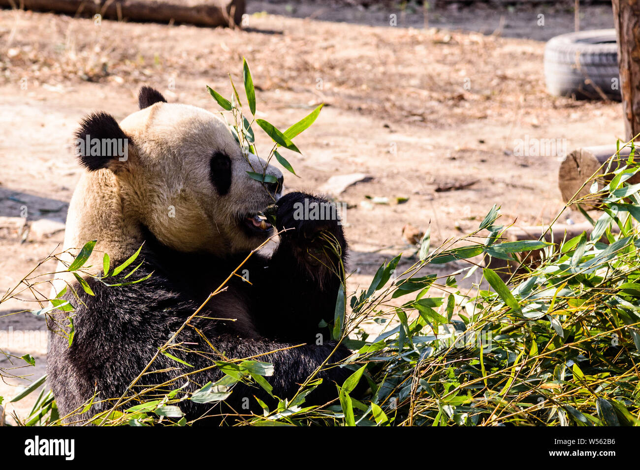 A muddy giant panda eats bamboo shoots and fruits at the Beijing zoo in ...