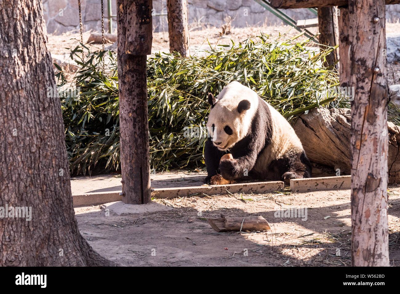 A muddy giant panda eats bamboo shoots and fruits at the Beijing zoo in ...